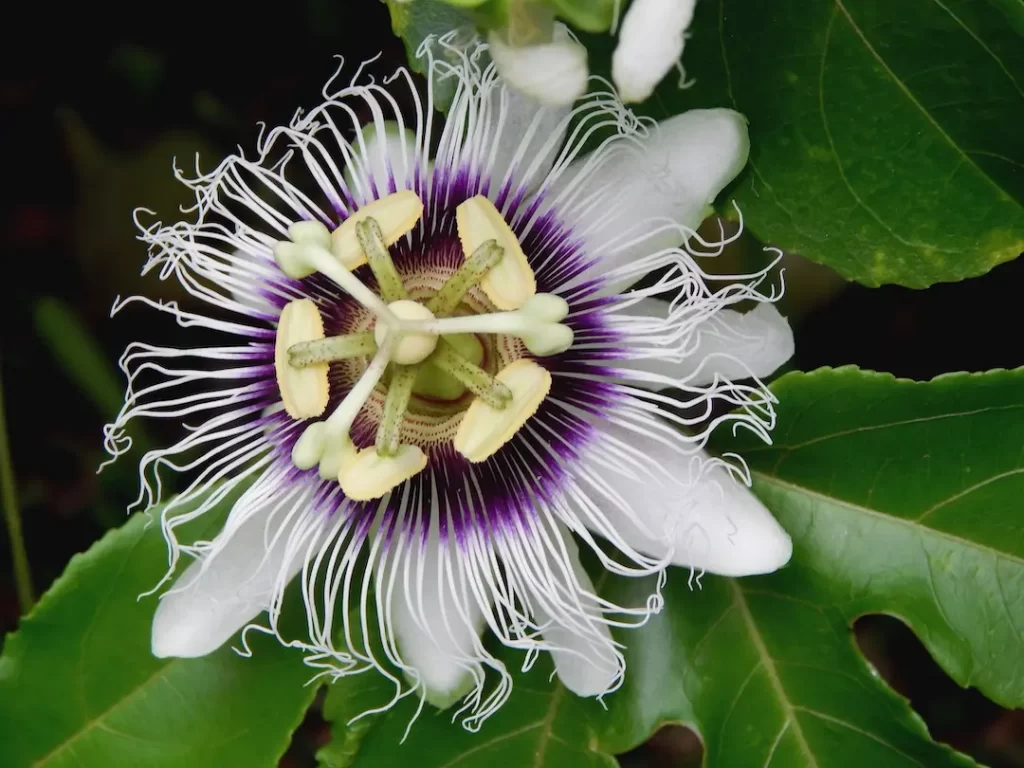 Passiebloem groeit niet