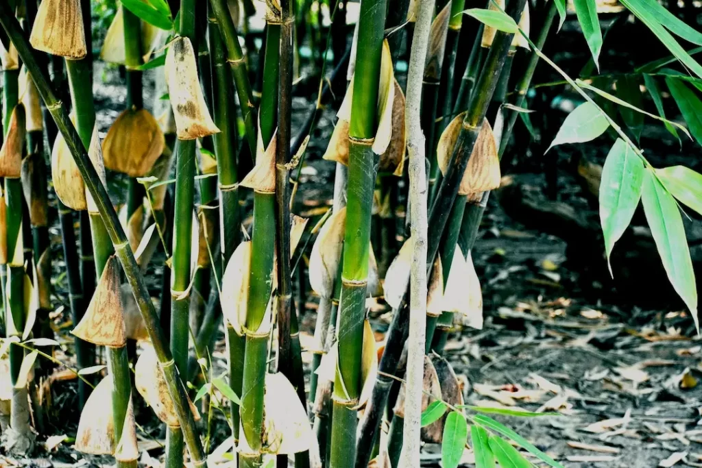 Bamboe plant